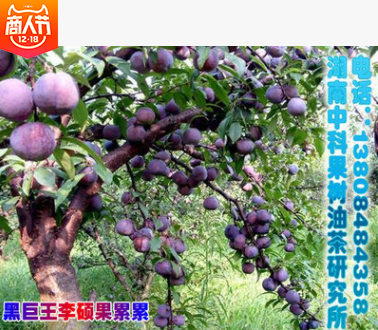 李子苗圖片/李子苗樣板圖 (2)