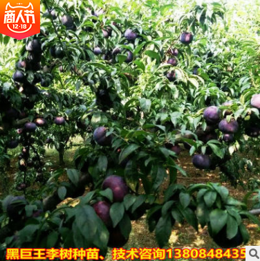 李子苗圖片/李子苗樣板圖 (3)