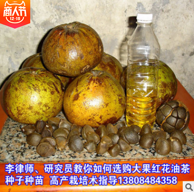 茶油種子報價 湖南茶油種子批發(fā) 湖南茶油種子供應 湖南茶油種子直銷 湖南茶油種子哪家好