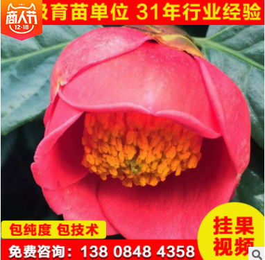 紅花油茶苗直銷圖片