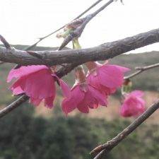 樱花育种 樱花苗 福建大型樱花批发 樱花苗基地 福建樱花苗 樱花价格  牡丹樱