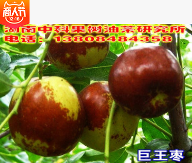 大棗果苗報(bào)價(jià)圖片
