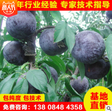 李子苗圖片/李子苗樣板圖 (1)