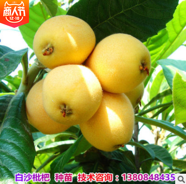 白沙枇杷苗圖片/白沙枇杷苗樣板圖 (4)