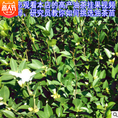 軟枝油茶苗圖片/軟枝油茶苗樣板圖 (4)