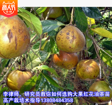 大果紅花油茶圖片/大果紅花油茶樣板圖 (3)