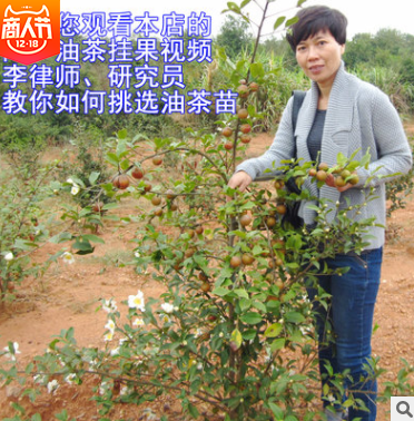 軟枝油茶苗圖片/軟枝油茶苗樣板圖 (2)