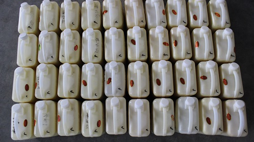 蜂王漿圖片/蜂王漿樣板圖 (2)