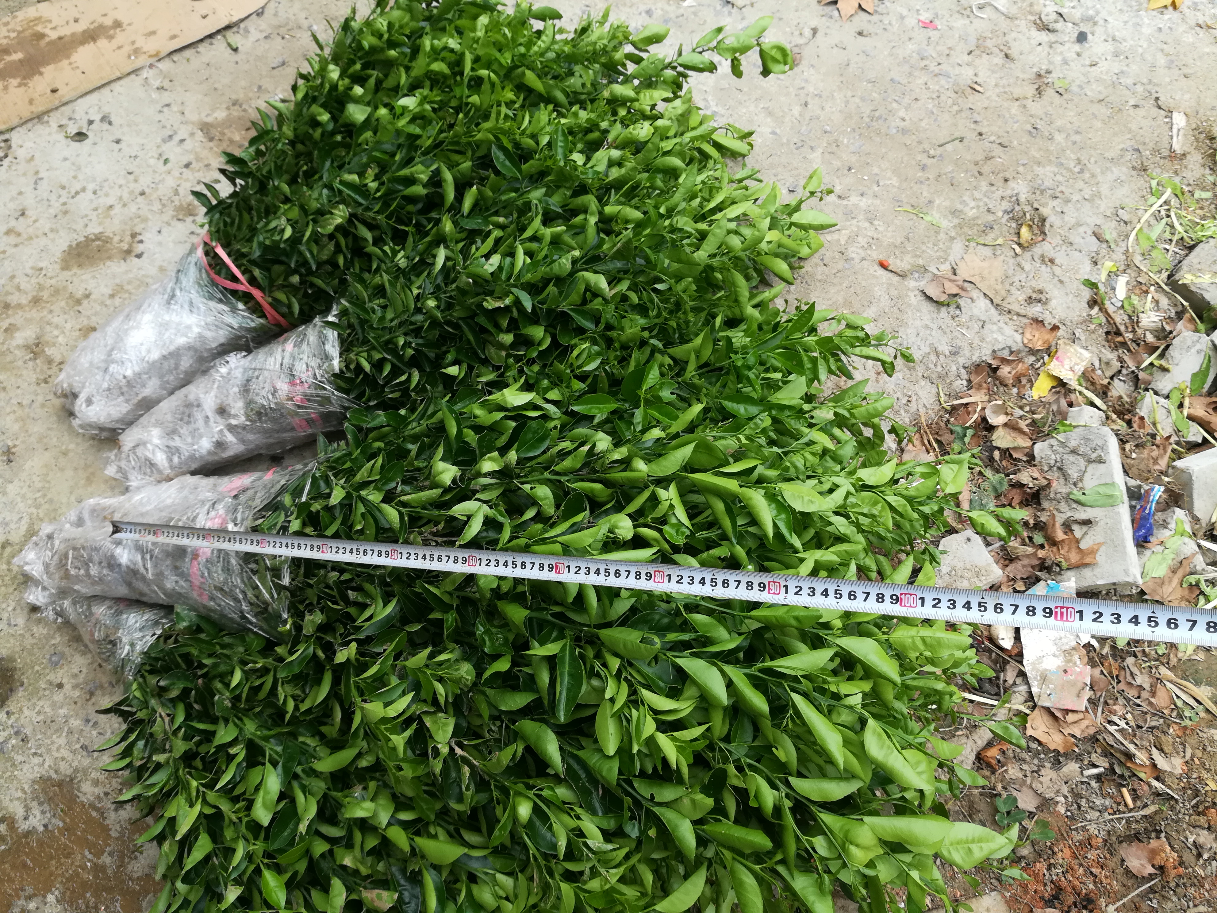 紅橘苗紅桔苗紅橘實(shí)生苗出售 湖北紅橘苗紅桔苗紅橘實(shí)生苗出售