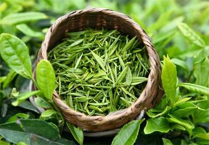 廣州茶葉圖片/廣州茶葉樣板圖 (4)