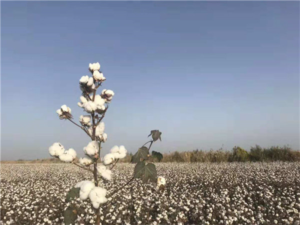 优质高产棉花种子|机采棉|棉花种子图片|新疆守信种业|棉花种子批发图片