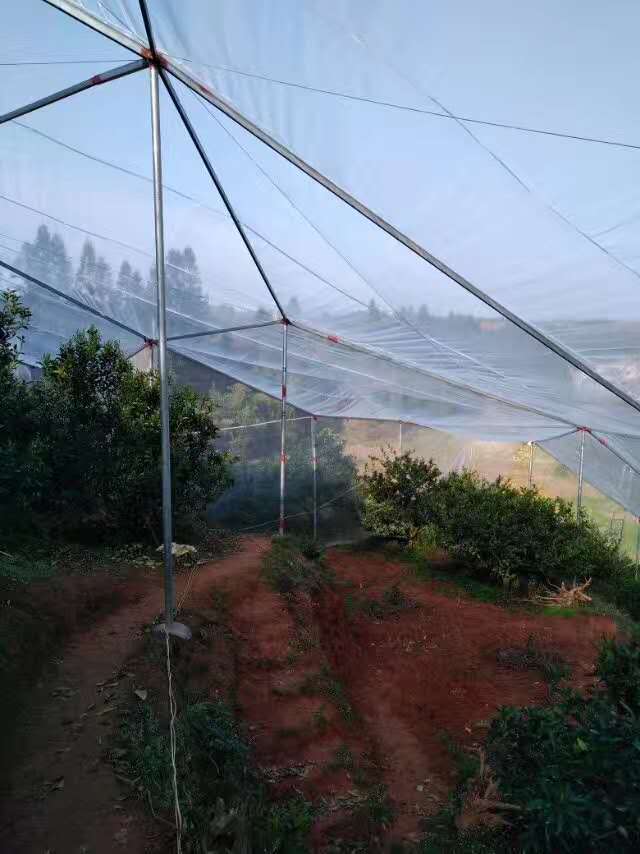 防蟲(chóng)網(wǎng)圖片/防蟲(chóng)網(wǎng)樣板圖 (2)