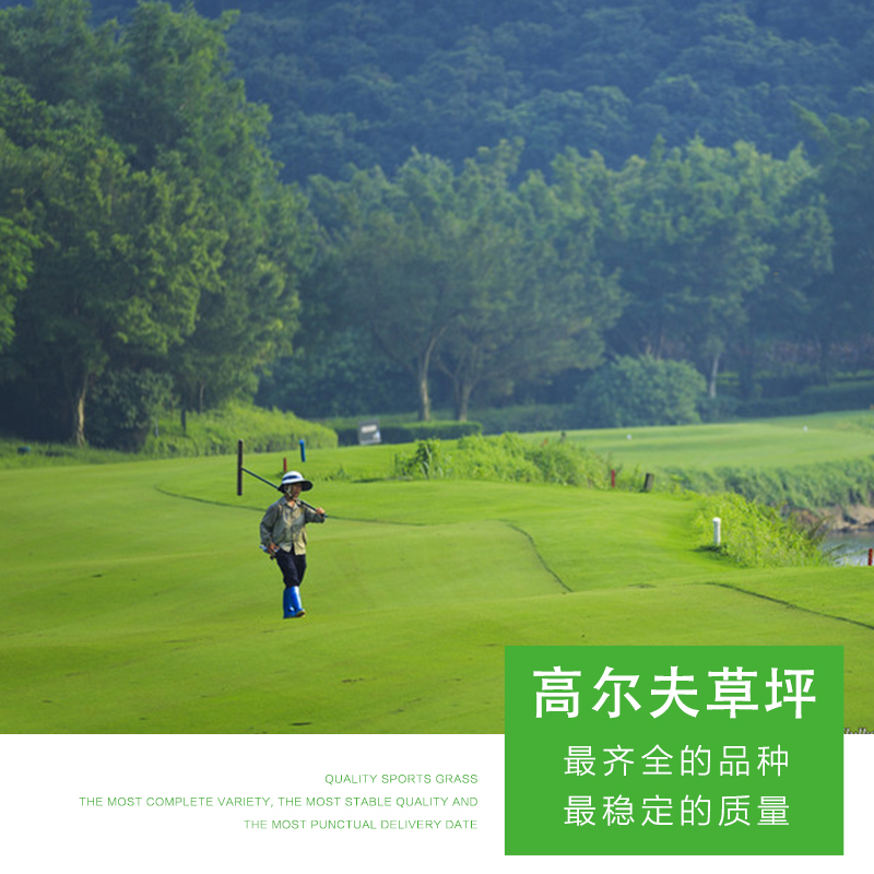 高爾夫草坪圖片/高爾夫草坪樣板圖 (4)