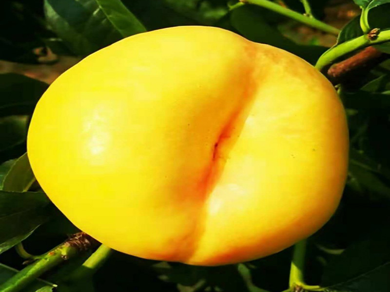 中油蟠7號圖片/中油蟠7號樣板圖 (3)