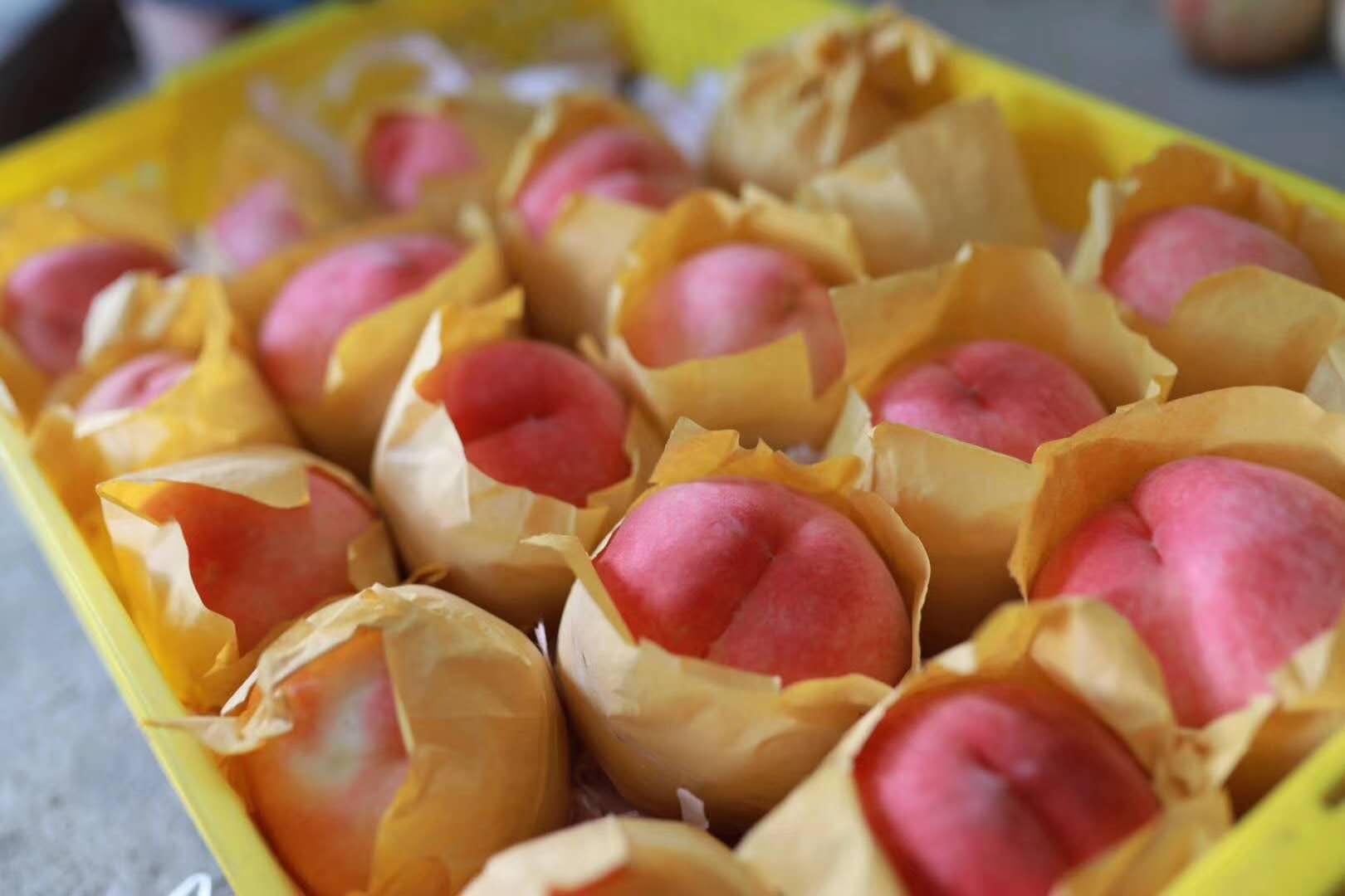 陽山水蜜桃批發(fā)商圖片