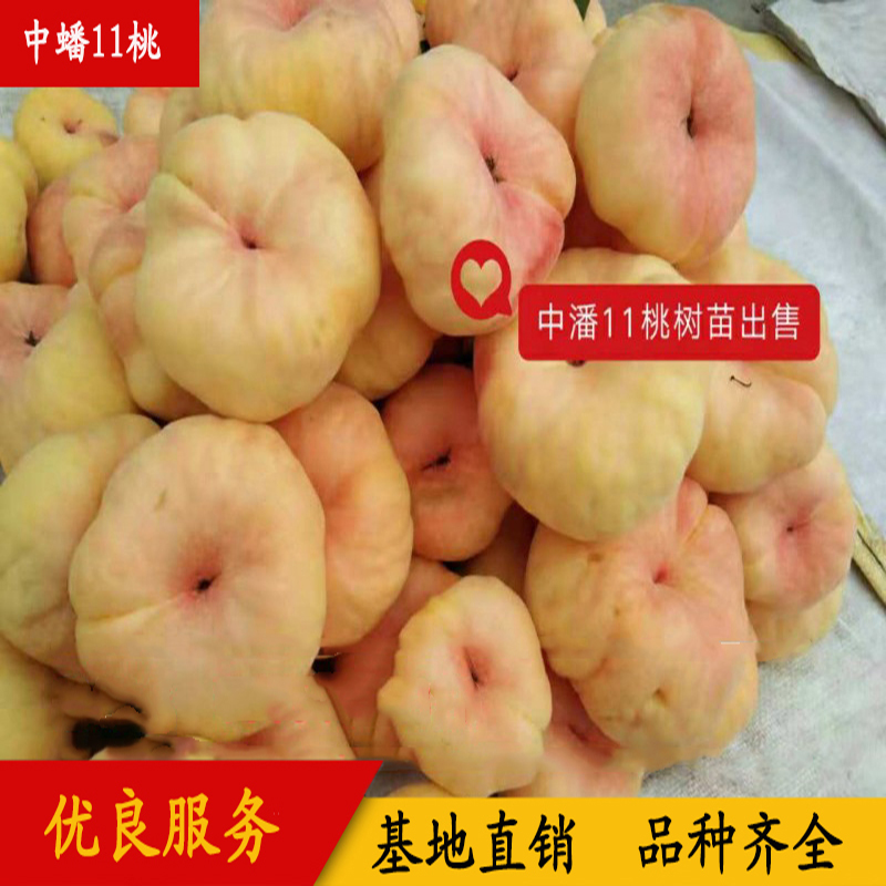 中蟠11桃