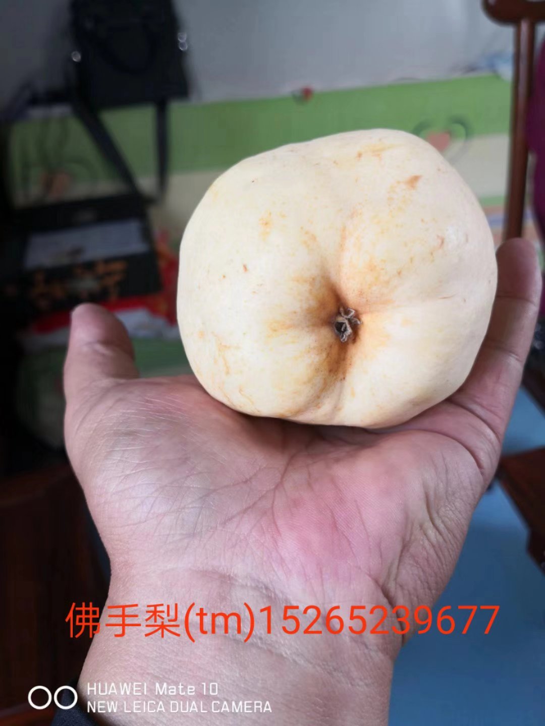 梨基地圖片/梨基地樣板圖 (2)
