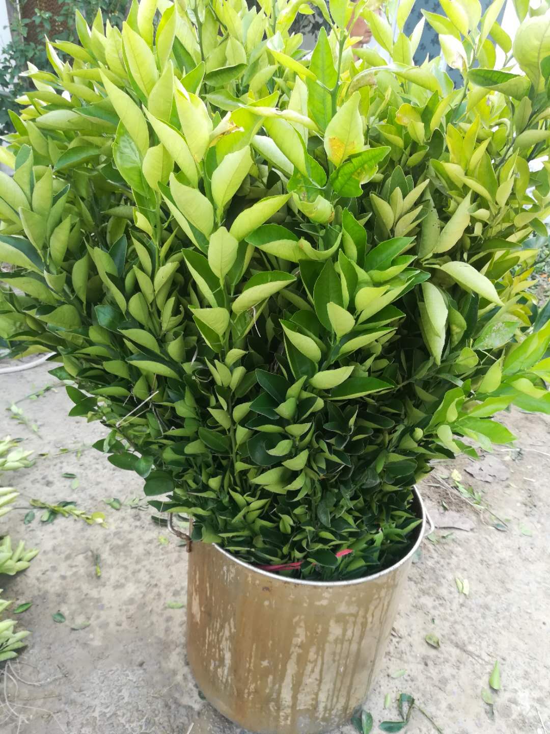 3年生紅橘實生苗2年生紅桔實生苗大量出售