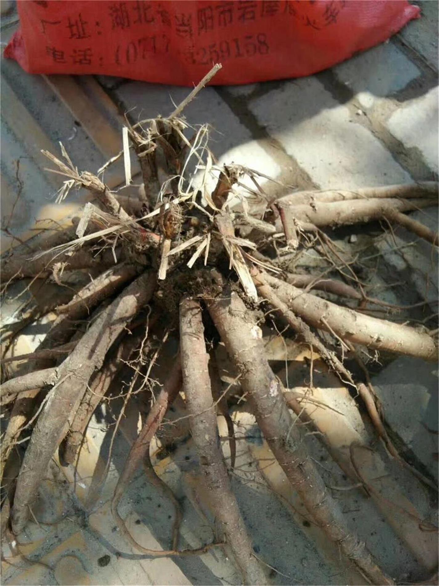 種植方法圖片/種植方法樣板圖 (2)