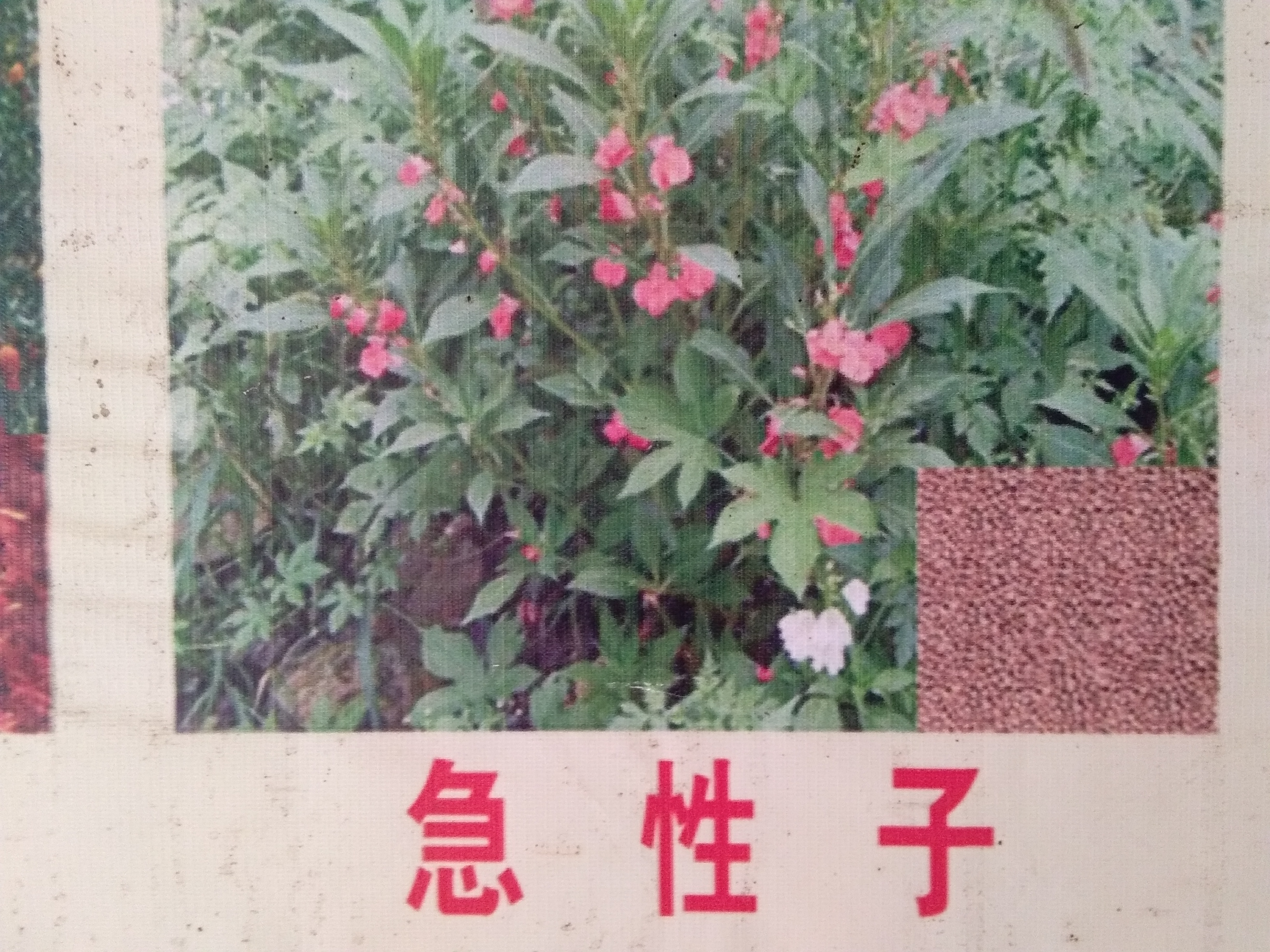 急性子種子的種植方法，圖片