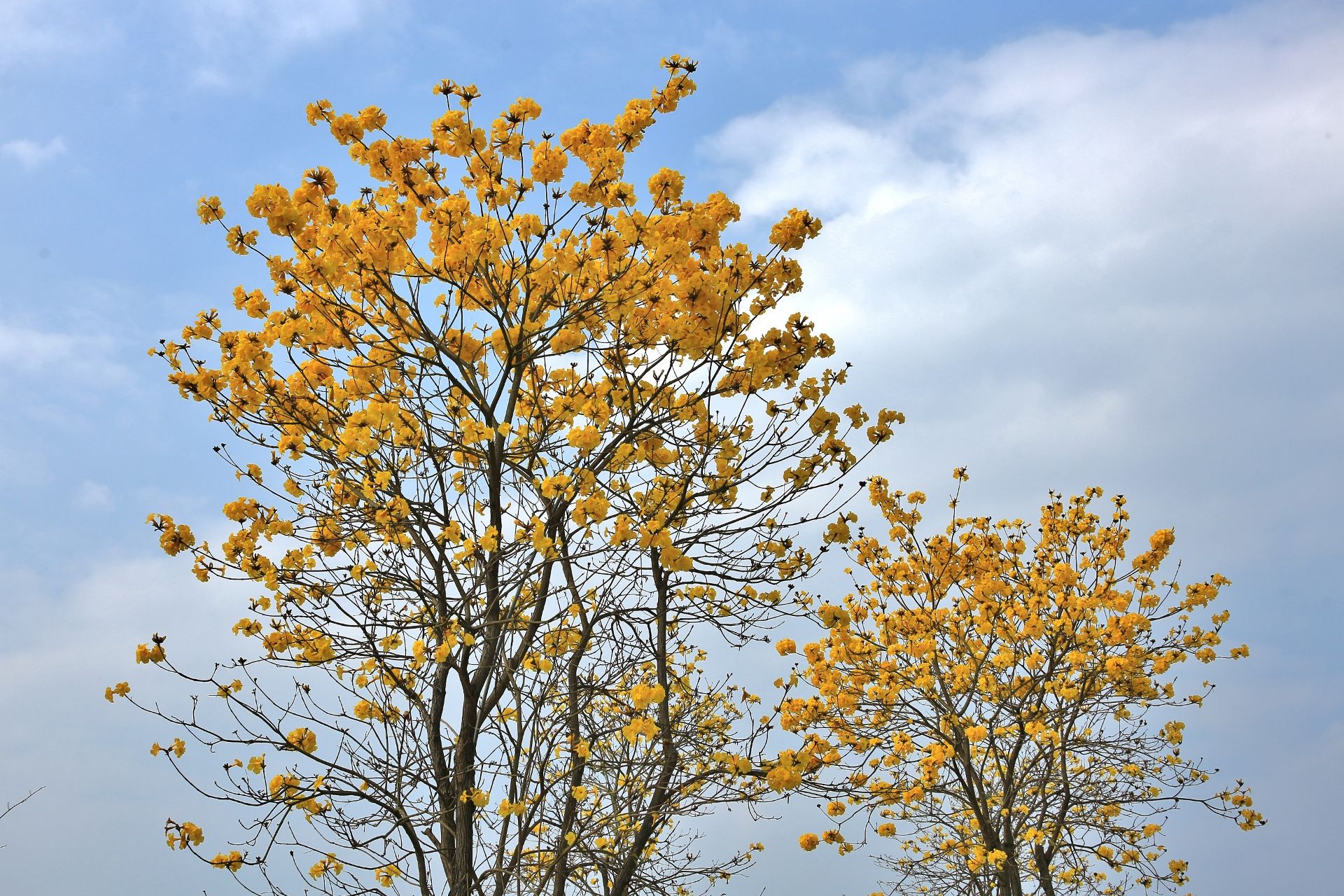 黃花風(fēng)玲木圖片/黃花風(fēng)玲木樣板圖 (3)