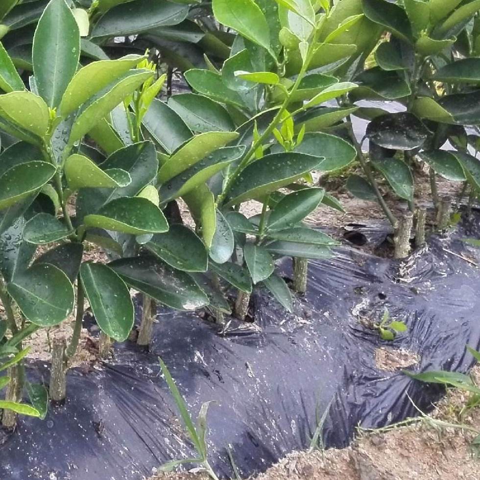 桂林臍橙苗批發(fā)，臍橙苗價(jià)格，臍橙種植基地 廣西臍橙苗批發(fā)