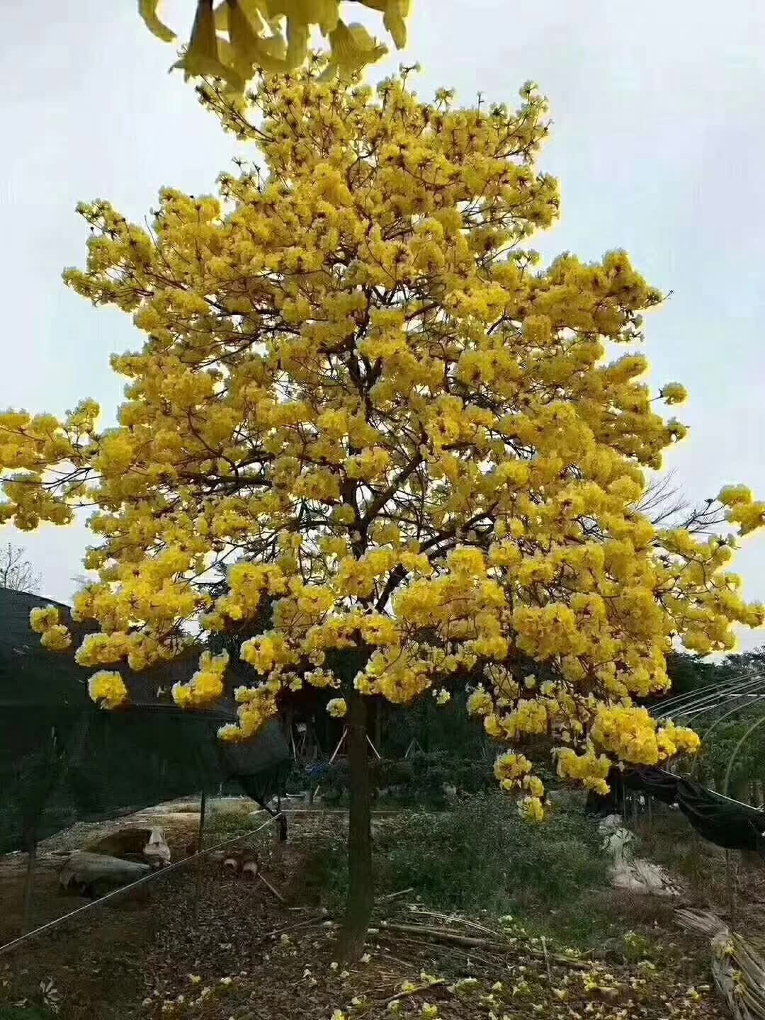 紫花风铃木