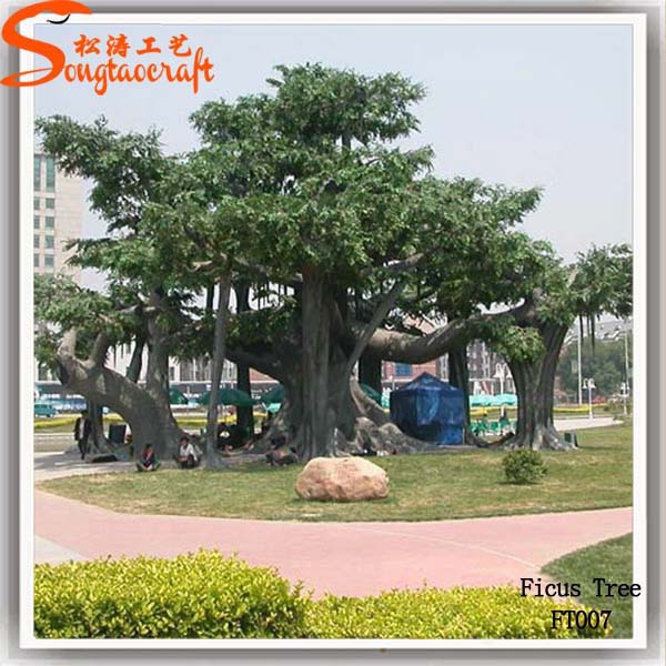 古榕樹圖片/古榕樹樣板圖 (2)