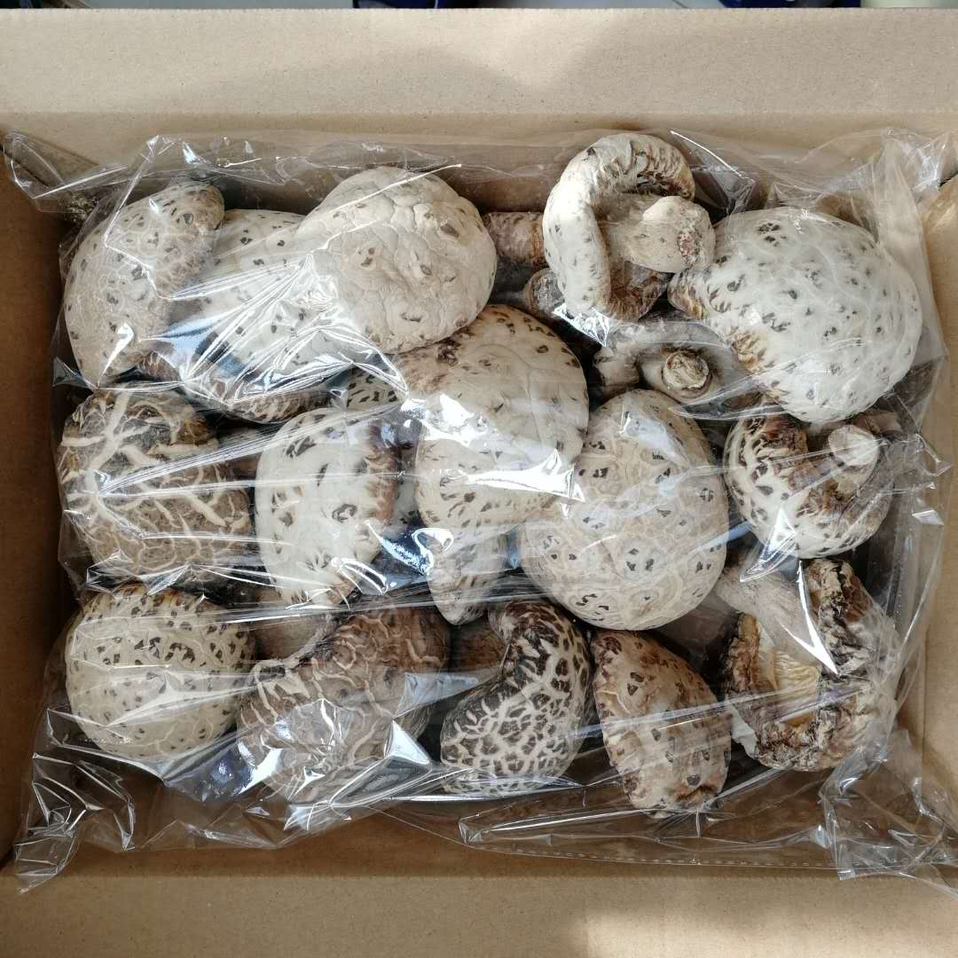 江門市花菇供應(yīng)商