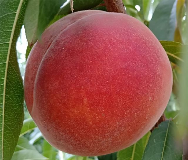 春曉桃圖片/春曉桃樣板圖 (4)