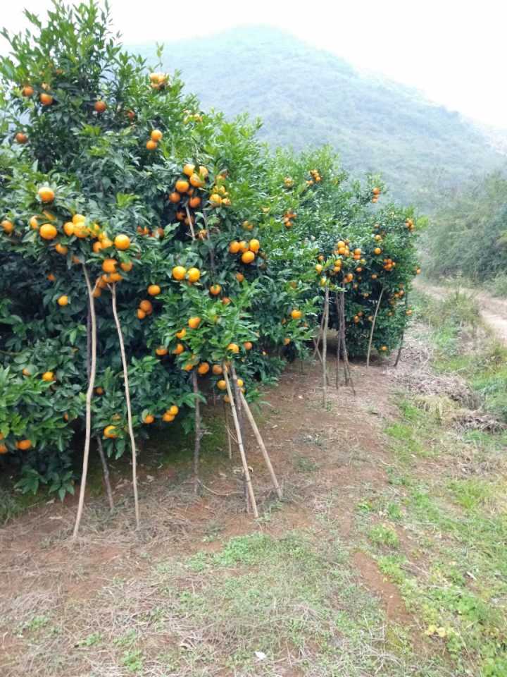 砂糖橘圖片/砂糖橘樣板圖 (4)