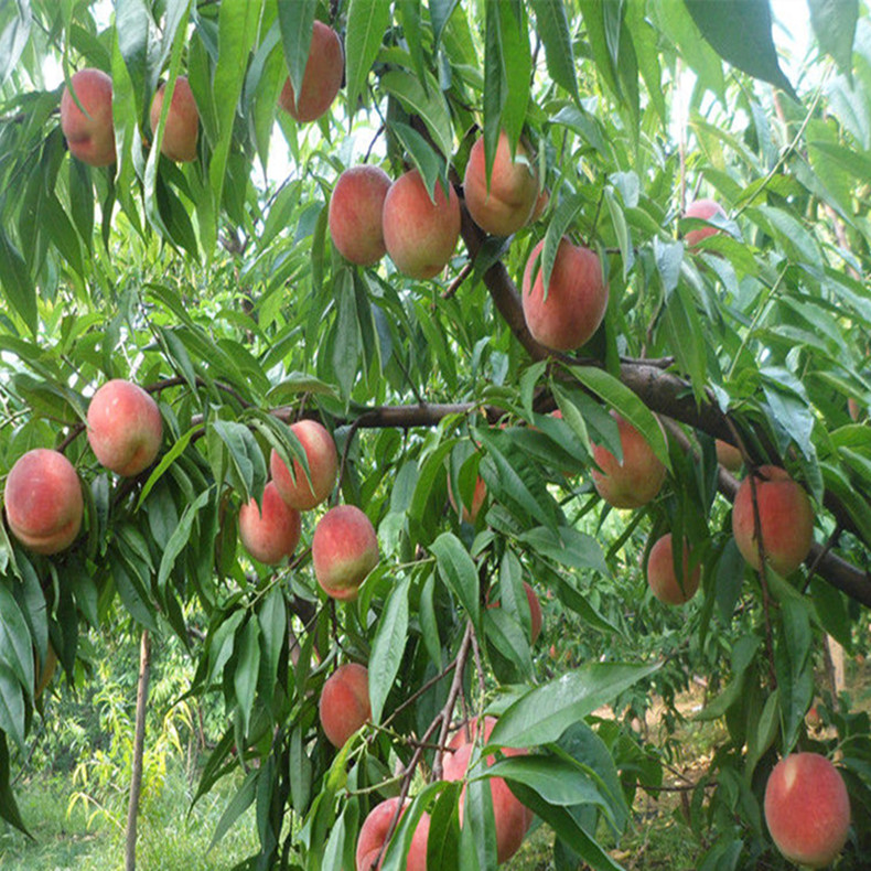 風(fēng)味天后圖片/風(fēng)味天后樣板圖 (3)