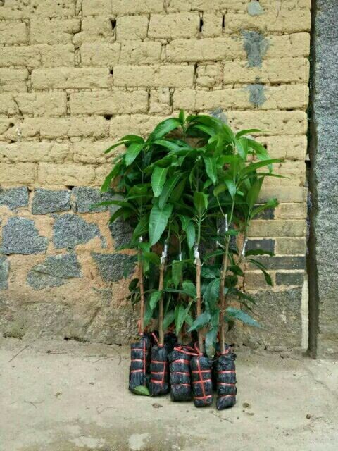 芒果苗圖片/芒果苗樣板圖 (4)