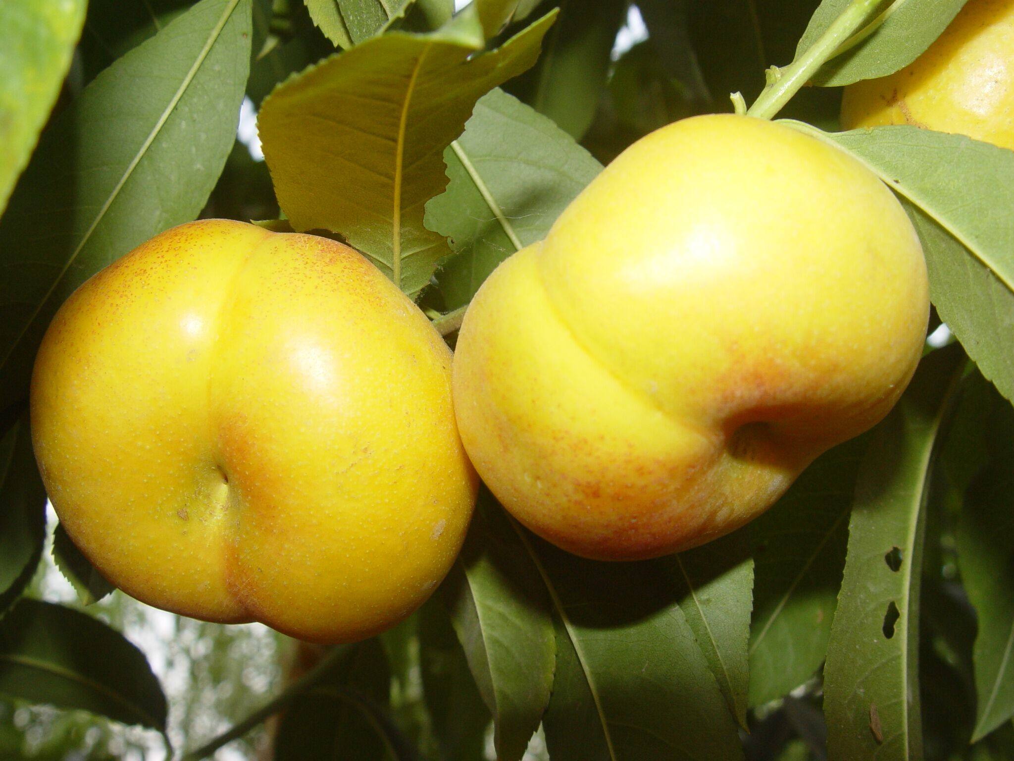 新黃金蜜1號圖片/新黃金蜜1號樣板圖 (4)