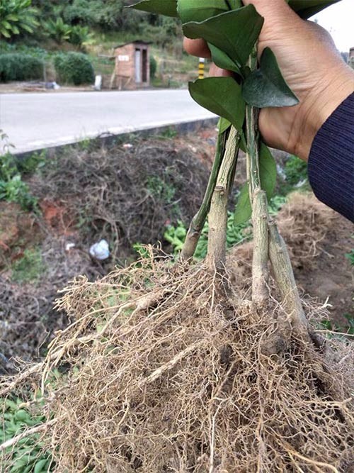 桂林脐橙，脐橙苗 广西正宗脐橙苗供应/江西脐橙苗 广西桂林正宗脐橙苗供应