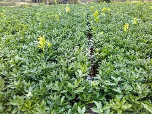 廣西南寧無(wú)核沃柑沙糖苗報(bào)價(jià)圖片/廣西南寧無(wú)核沃柑沙糖苗報(bào)價(jià)樣板圖 (4)