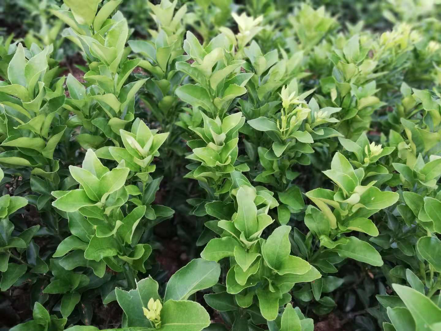 砂糖橘圖片/砂糖橘樣板圖 (2)
