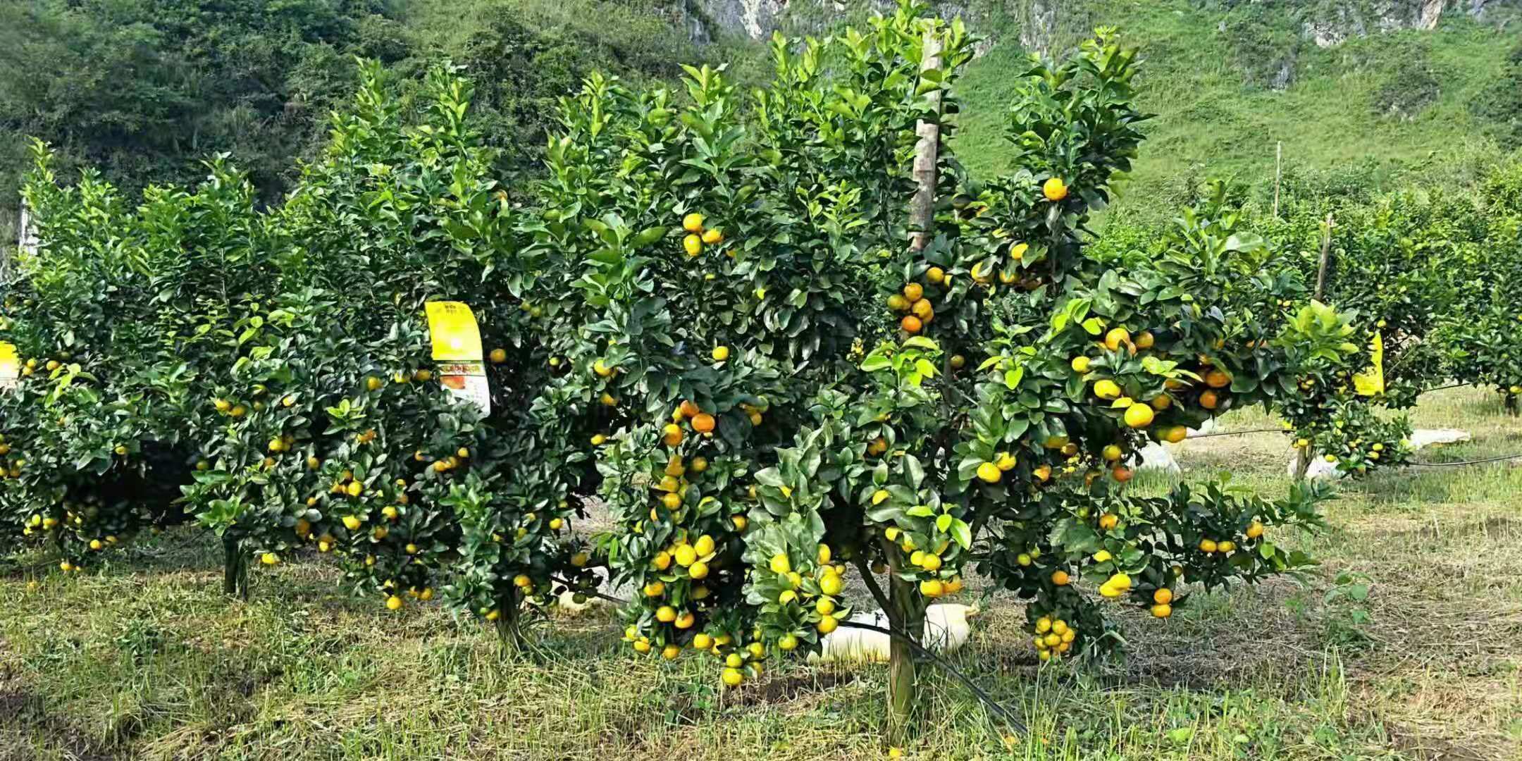 贺州市贺州金葵砂糖橘苗种植基地厂家