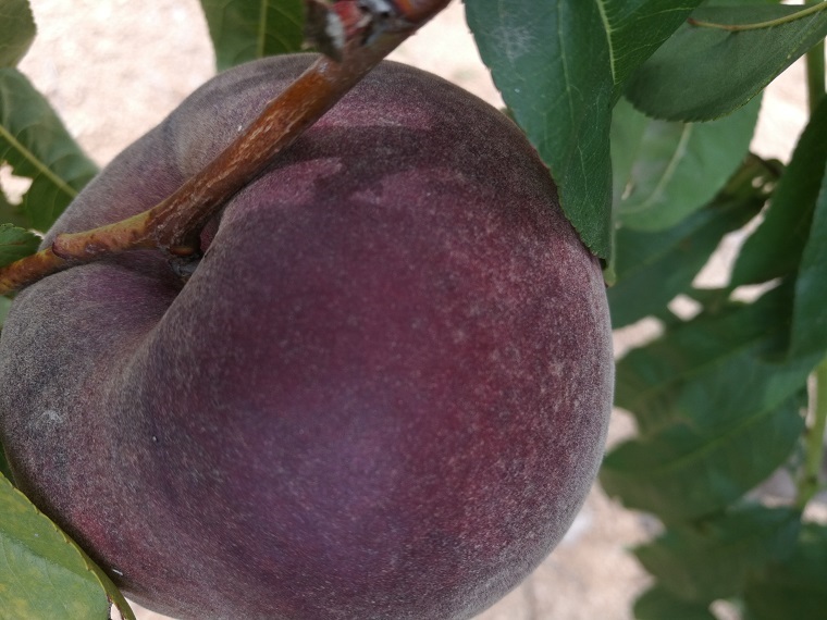 黑桃圖片/黑桃樣板圖 (2)