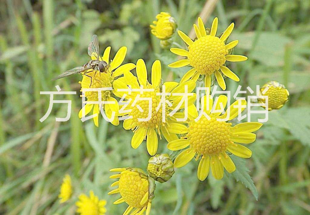 野菊花圖片/野菊花樣板圖 (2)