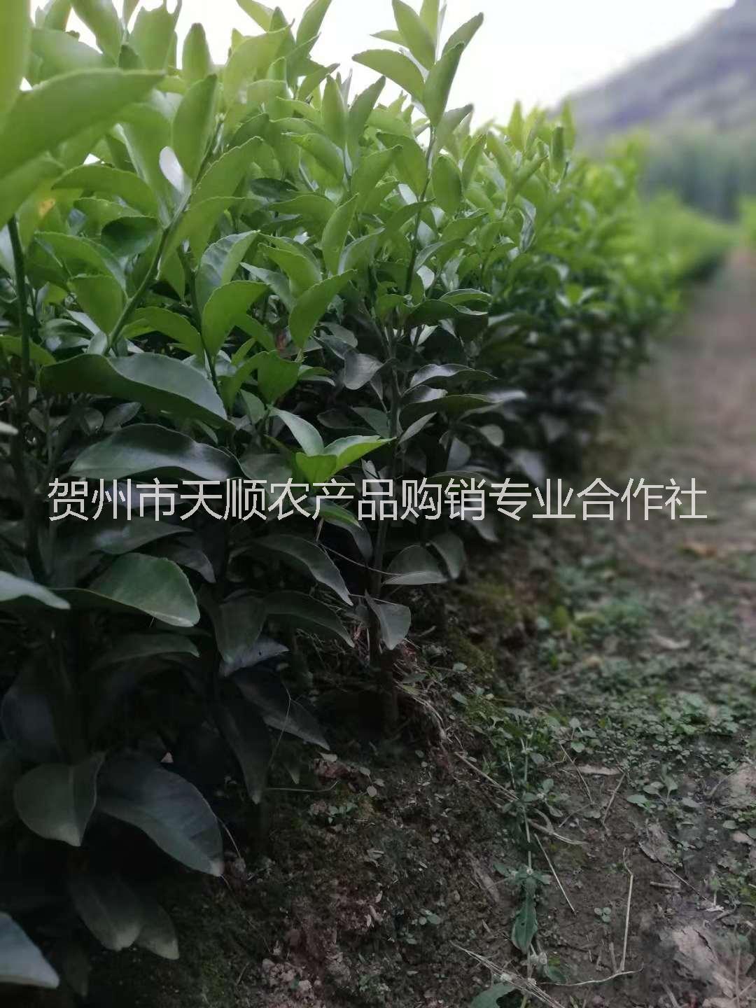 砂糖橘圖片/砂糖橘樣板圖 (4)