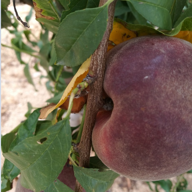 黑桃樹圖片/黑桃樹樣板圖 (1)