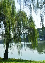 垂柳圖片/垂柳樣板圖 (2)