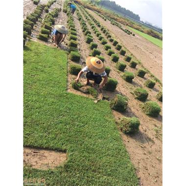 草皮种植 草皮种植厂家 草皮种植直销 优质草皮采购图片