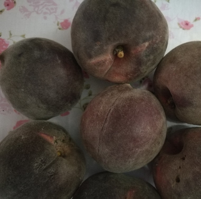 黑桃樹苗價(jià)格圖片