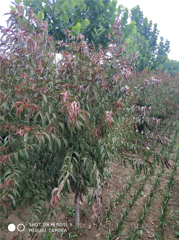 一級紅葉碧桃基地 一級紅葉碧桃報(bào)圖片