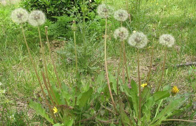 蒲公英圖片/蒲公英樣板圖 (2)