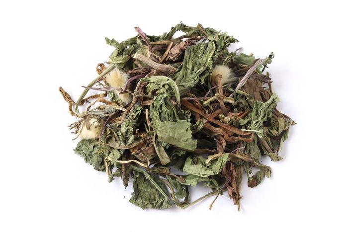 蒲公英圖片/蒲公英樣板圖 (4)