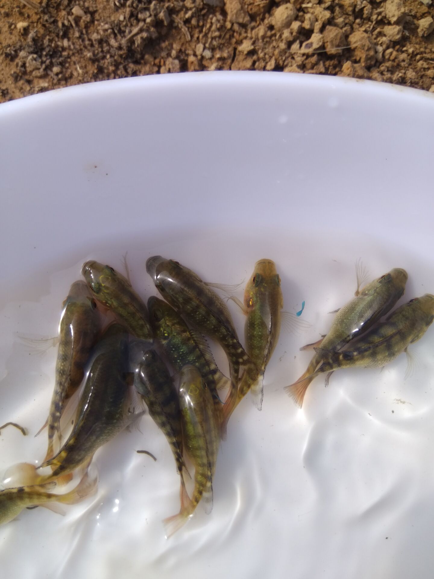 羅非魚圖片/羅非魚樣板圖 (1)