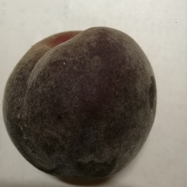 黑桃樹(shù)圖片/黑桃樹(shù)樣板圖 (1)